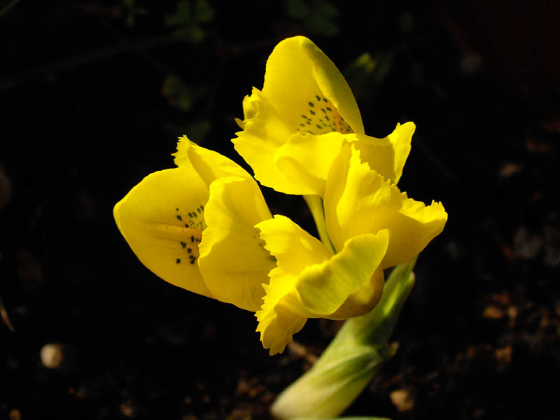 Iris danfordiae photo
